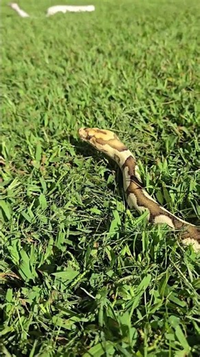 Beautiful Ball Python Snake