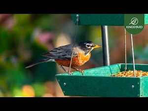 Kingsyard 2-Tier Platform Bird Feeder | Amercian Robin | Common Backyard Birds