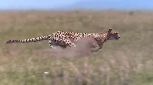 How fast is Tyreek Hill? 'The Cheetah' lives up to 40 time, Next Gen Stats speed with Chiefs