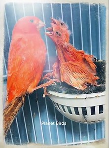 Mother Canary Feeding Her Babies — The Cutest Moment You'll See Today!