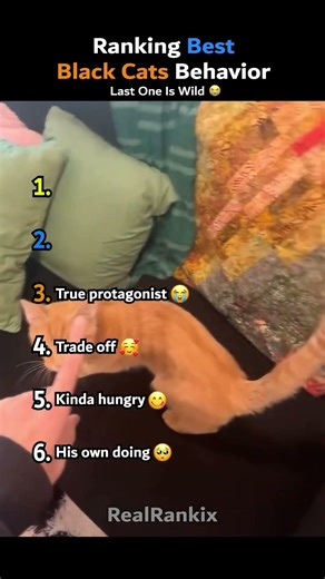 Ranking Best Black Cats Behavior 🐱‍👤 #funny #funnyshorts #cat #blackcat #cats #fyp #ranking #cute