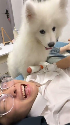 The Day His Stinky Toy Turned the Sofa into a Pet's Paradise