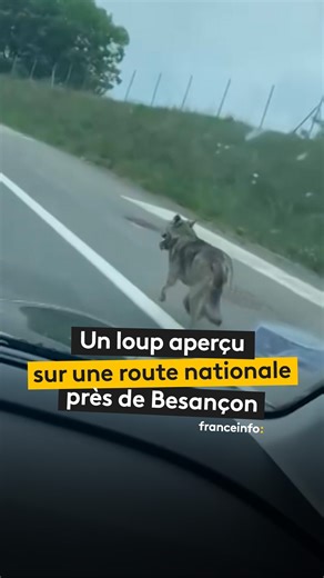 Scène insolite à Besançon dans le Doubs : un loup a été aperçu en train de se balader à l’entrée de la ville et filmé par un automobiliste qui l’a posté sur les réseaux sociaux. | Franceinfo