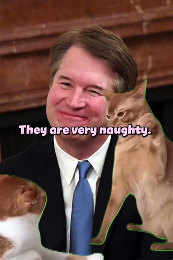 Susan Collins is running again: cat explained edition #funny #trump #politics#susancollins