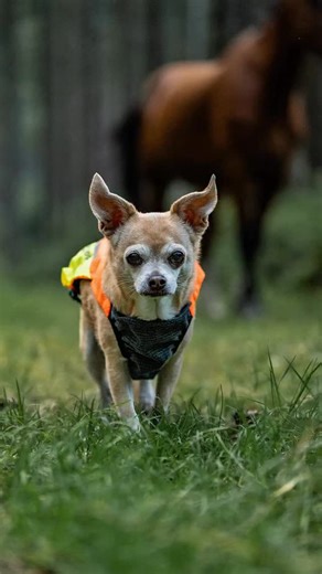 Katharina Braun on Instagram: "I’ll admit one thing: my Chihuahuas are outside with me in the forest every single day, no matter the weather. But I’d be lying if I said all four of them love it 😂 Especially Abercrombie … she has always hated winter. I try to dress her as warm as possible, and the moment I notice she’s getting cold, she goes straight into my jacket. She’s clearly a true Mexican girl: lying in the sun at 40°C (104°F)? No problem at all. But the second it drops below 15°C (59°F),
