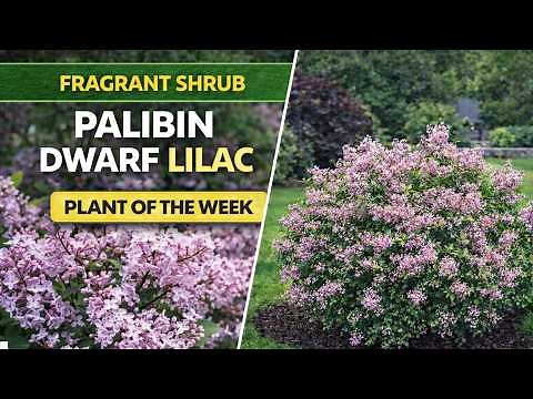 Palibin Dwarf Lilac | Best Fragrant Shrub for Small Landscapes?