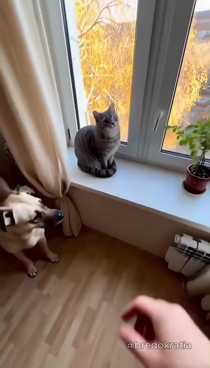Абсурдный Котопёс — Эпизод 5: Юмор и Абсурд