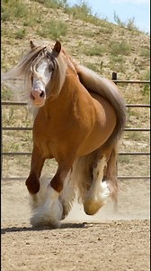 This 5 year old stallion from Superior Stables Vanners KNOWS he’s good lookin 😎 From his incredible mane, feather, and color, he’s the whole package! We can’t wait to show you more of this stallion and how he progresses each month under the saddle! #gypsyvanner #gypsyvannerhorses #equine #horsesoffacebook #stallion #stud #studhorse #dun #equestrian #fyp | KR Horsemanship