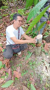 69K views · 1K reactions | Cutting trunks @tomas oppus southern leyte #followers #share #chocolate #TopFans #fyp | CACAO tutorial ni JM | Facebook