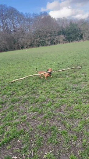 Bosco and His Big Stick Adventures