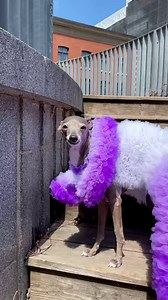 Sorry ladies, this year’s best-dressed at the 93rd #Oscars has four legs. Thank you Christian Siriano for this gorgeous purple moment, I’ve never felt so glamorous. 💜 🤍 💜 🤍 💜 Oscar-nominated song “Husavik” | Tika the Iggy