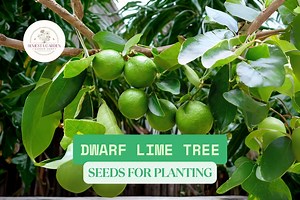 30 Dwarf Lime Tree Seeds – Citrus Seeds for Planting – Compact Fruit Tree, Easy to Grow Indoors or Outdoors, Patio Lime Plant - Etsy