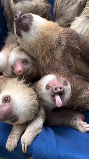 we love sloth | I Love Sloth