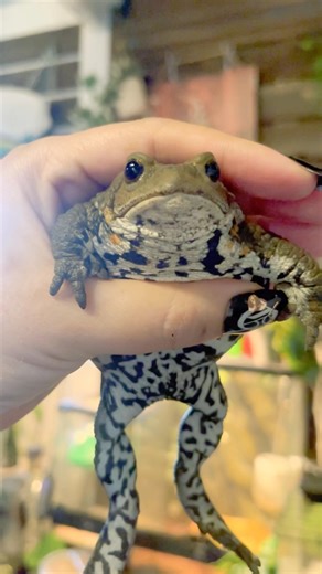 ミヤコヒキガエルのリリースコール💐 Release call for Miyako toads.#frog #カエル #reptile #宮古島 #沖縄 #爬虫類 #dog