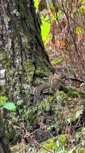 Chipmunk Eating an Acorn Up Close | Cute Wildlife Video