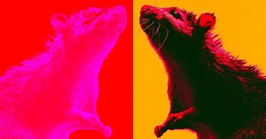 Amateur Scientist Teaches Rats to Take Selfies – Lifeboat News: The Blog