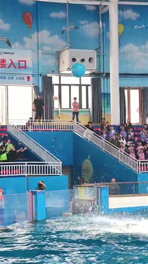 救命吶，🐬海豚皮皮的「倒掛金鉤」將球踢進啦，小朋友們都沸騰啦 #泉洲海洋公園 #海豚 #親子遊玩好去處