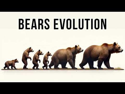 The Evolution of Bears How They Survived, Then Dominate!
