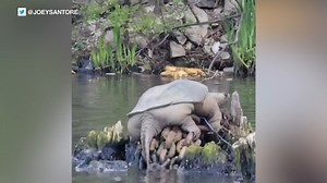 Giant snapping turtle dubbed 'Chonkasaurus' spotted basking on Chicago River