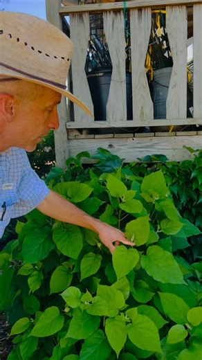 3.3K views · 916 reactions | Looking at two native hydrangeas, smooth hydrangea “Annabelle” and the Oak Leaf hydrangea. These are great options if you have afternoon shade and are looking to incorporate native shrubs into your garden! #hydrangea #oakleafhydrangea #shadegarden #garden #gardening #gardendesign #native #natives | Petals From The Past | Facebook