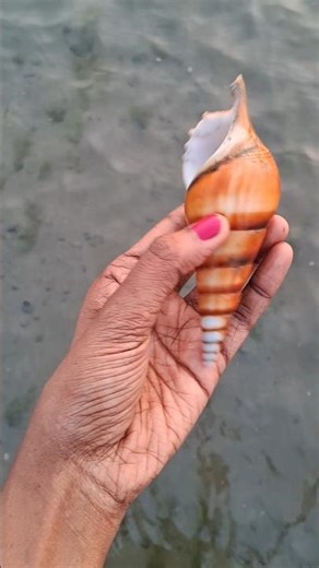 Types of Shell #shorts #viral #trending #shell# fishing