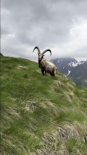 The Species That Went Extinct Twice in One Day