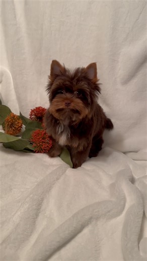 Here's a darling chocolate boy charting about 4 pounds. ATTENTION: Beware of scammers trying to lure you to another website after you reply to my post. See the "SEND MESSAGE" button on one of the posts below if your have questions. | Yorkies of Chandler Run