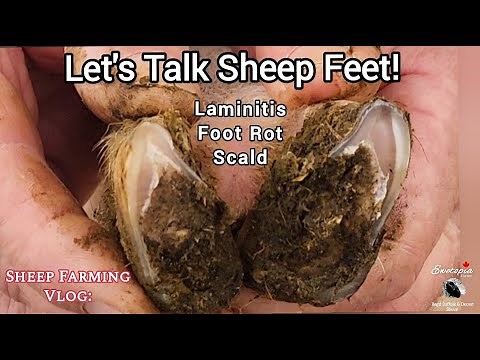 Common Foot Problems In Sheep: Scald, Foot Rot, And Laminitis Explained