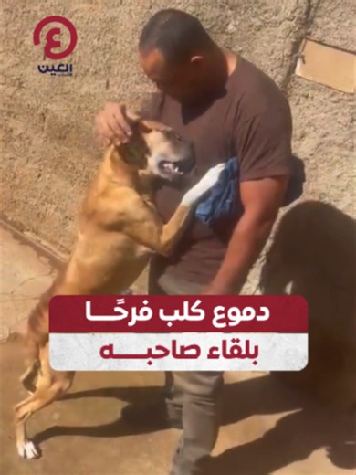 فرحة الكلب بلقاء صاحبه سائق الشاحنات لمسافات طويلة