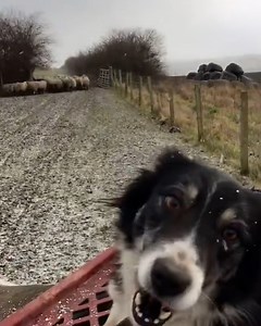 489K views · 6K reactions | Sean the sheep man's sheepdogs are incredibly well trained  | LADbible | Facebook