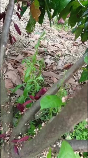 Activación de floración y llenado de mazorca #mundocacao #somosmundocacao #cacao #nutricion #ecuador