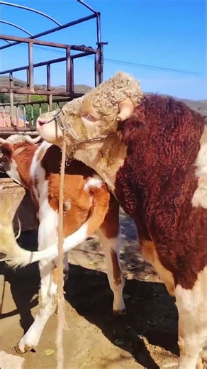 I paired this one at the beginning and I paired it again for the second nest956