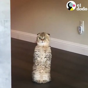 5.7M views · 233K reactions | Creo que algo raro le pasa a este gatito 樂 | El Dodo | Facebook