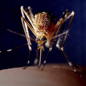 Only female mosquitoes bite, but why do they need our blood so bad? 🤔 | Brut nature