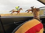 Bobby the Whippet forced to stay in the car after chasing racehorse