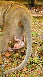 5.2M views · 10K reactions | So much cry baby when Balu not hug him walking but he hug king | Wildlife Idol | Facebook