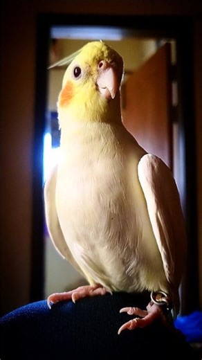 Himu & Rupa Talking Time 🐦💬 So Cute!#TalkingCockatiels #CuteBirds #BirdShorts