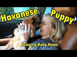 Bringing Our New Havanese Puppy Home