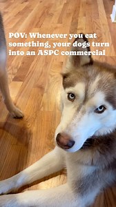 Let’s all do our part. #dogs #doglife #husky #huskylife #huskylove #worldsokayestsdogs #dogreels | World's Okayest Dogs