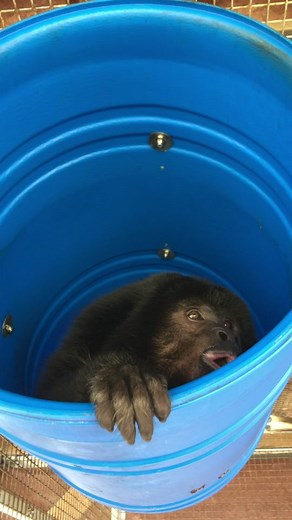 Exploring Natural Acoustics with Howler Monkeys