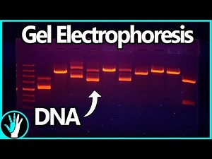 Gel Electrophoresis: How It Works and How to Build a Gel Box For Cheap