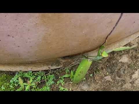 A Praying Mantis on the Move – Graceful, Silent, and Deadly