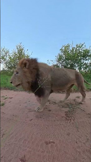 11 Year Old Male Lion Still Dominating a Pride