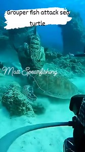 Grouper fish attack sea turtle #viralreelsシ #millionviews #usareels #reelsviral | Matt Spearfishing