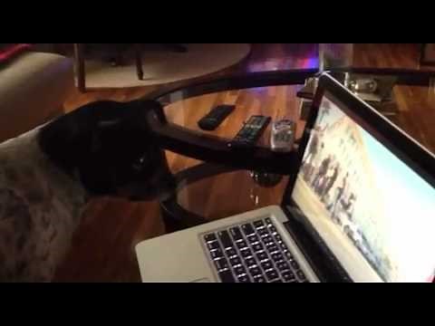 Dogs Love DogTV - Television Channel For Dogs