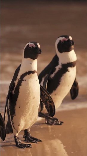 Amazing Facts About Penguins | Discover the Life of Penguins in Antarctica