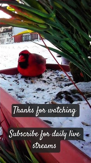 Daily live Bird feeder streams