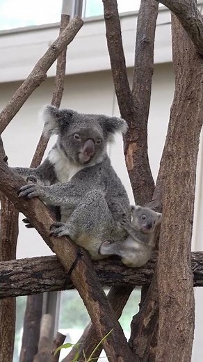 Mother Koala and Joey Bonding on Tree Branches | Cute Koala Baby Moments