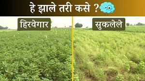 980K views · 6.6K reactions | The Magic of Scientific Farming: एक सामान्य तर दुसरी शास्त्रीय- नक्की बघा, दोन भावांच्या शेतीतील फरक! | Paani Foundation | Facebook