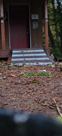 #geese #goose #monday #fyp #fypシ